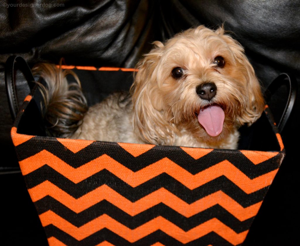 dogs, designer dogs, Yorkipoo, yorkie poo, halloween, storage box, orange and black chevron