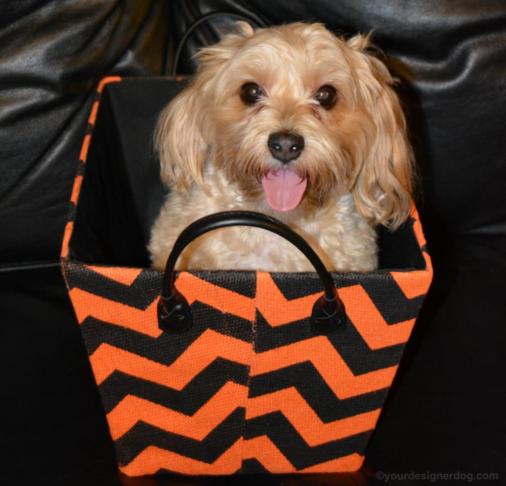 dogs, designer dogs, Yorkipoo, yorkie poo, halloween, storage box, orange and black chevron