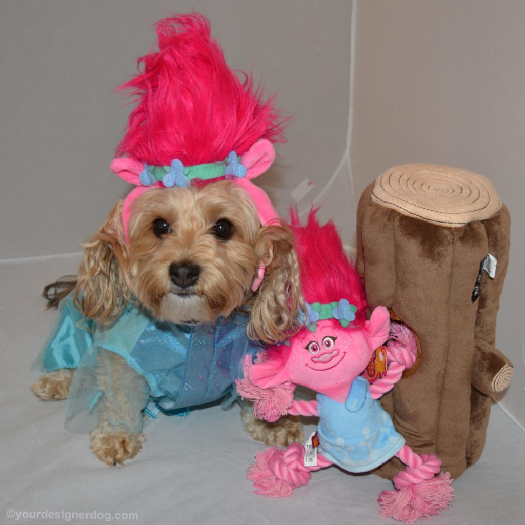 dogs, designer dogs, Yorkipoo, yorkie poo, trolls, dog costume, pink hair