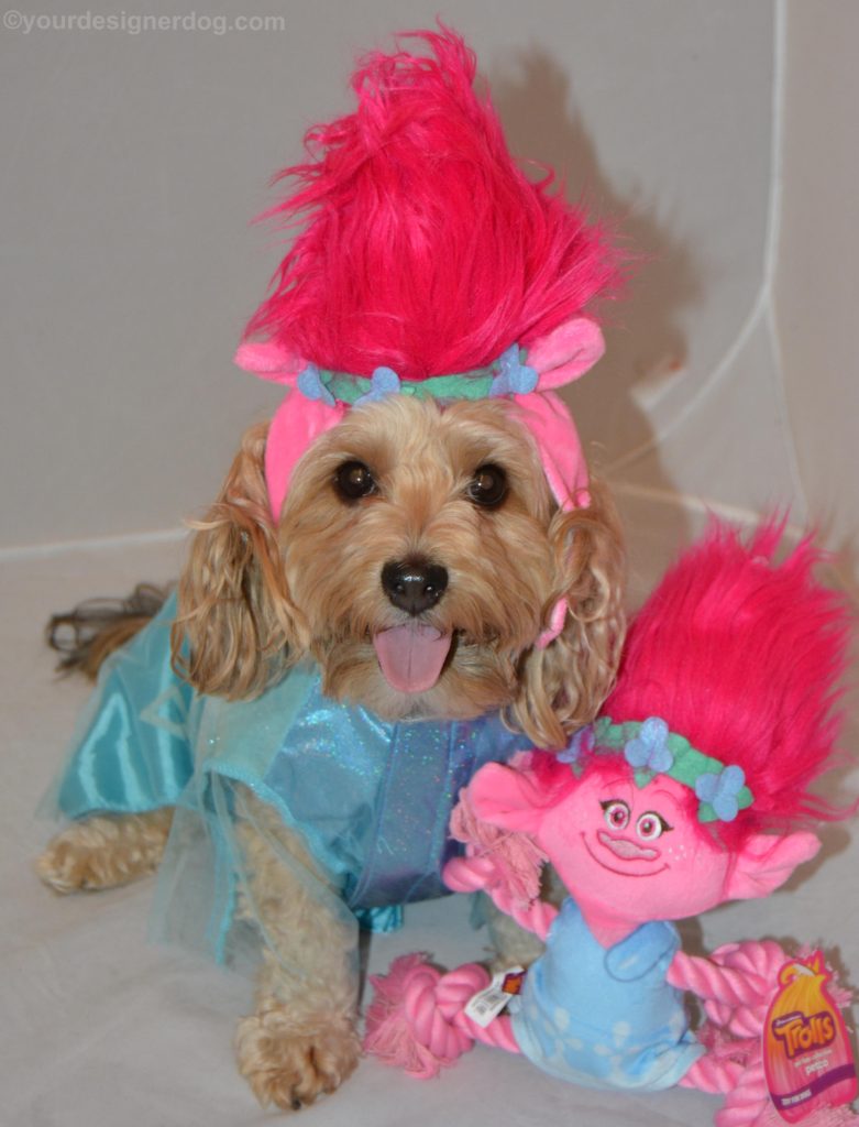dogs, designer dogs, Yorkipoo, yorkie poo, trolls, dog costume, pink hair
