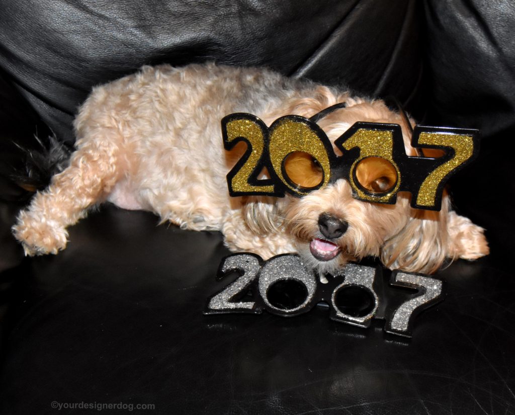 dogs, designer dogs, Yorkipoo, yorkie poo, 2017, new year's, pet blogger challenge, dog smiling