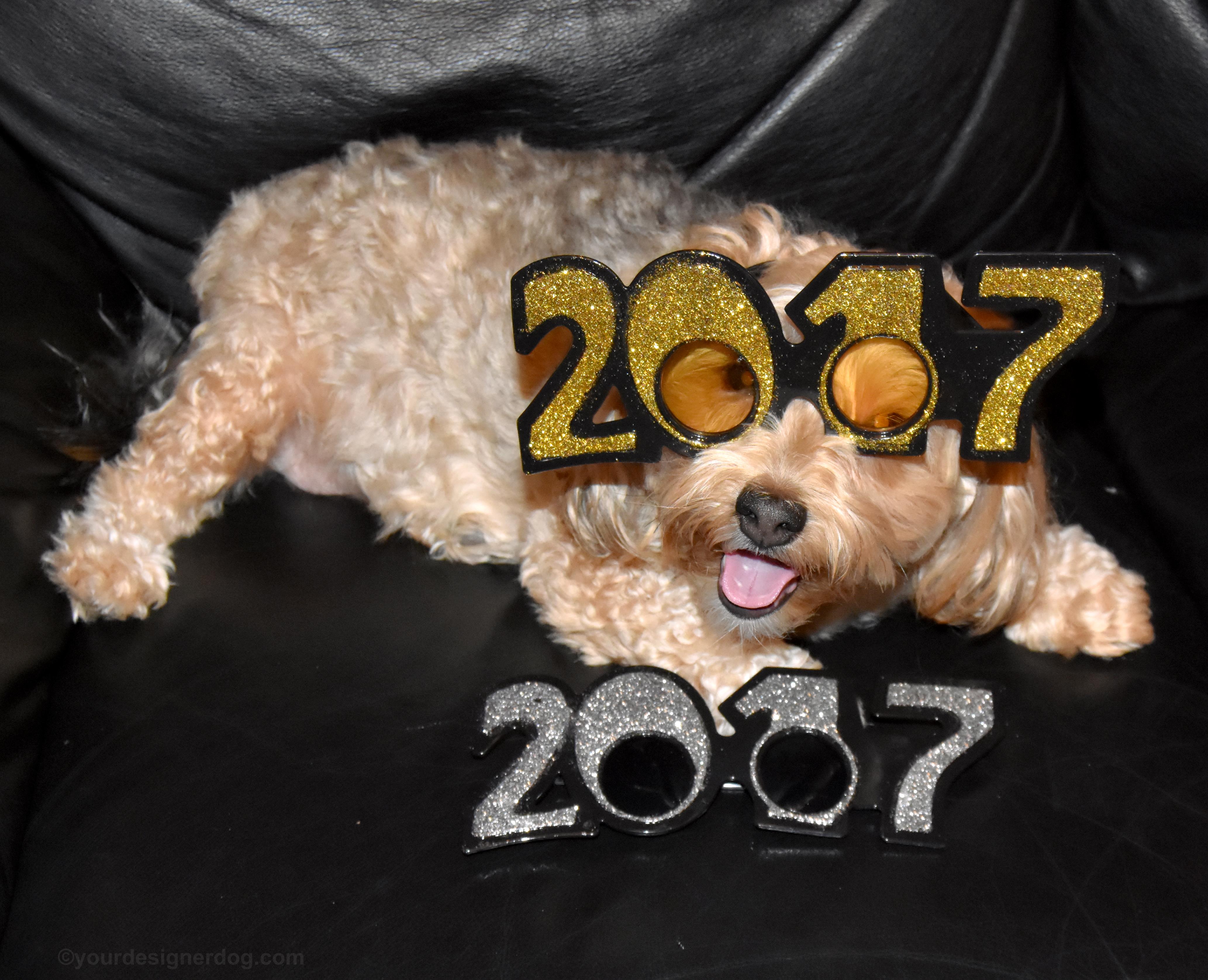 dogs, designer dogs, Yorkipoo, yorkie poo, 2017, new year's, pet blogger challenge, dog smiling