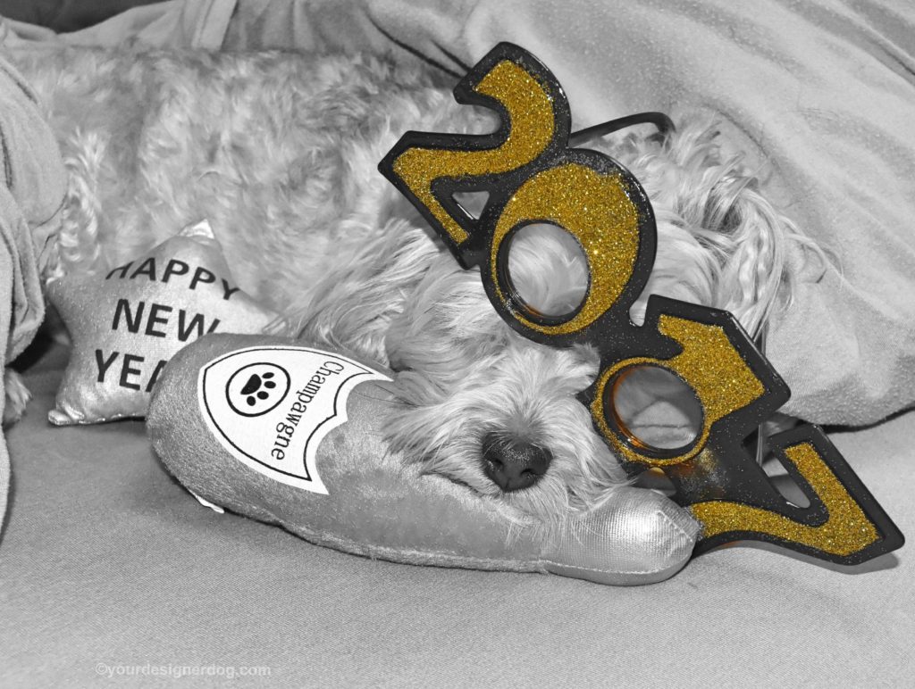 dogs, designer dogs, Yorkipoo, yorkie poo, black and white photography, 2017, champagne, happy new year
