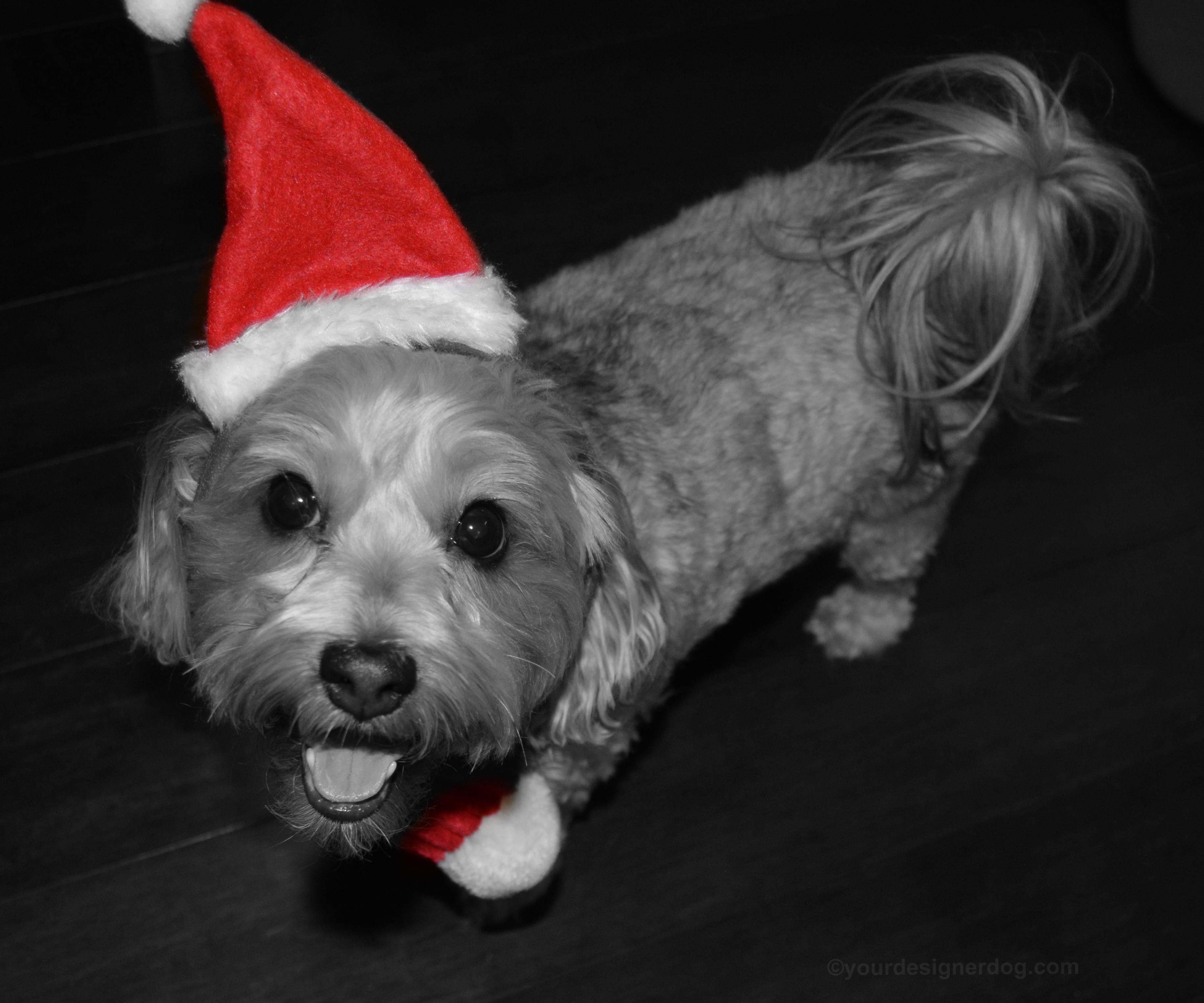 dogs, designer dogs, Yorkipoo, yorkie poo, black and white photography, dog smiling, santa hat, christmas