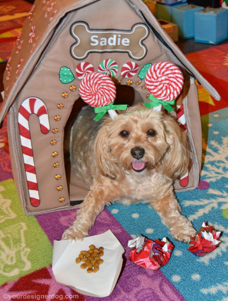 dogs, designer dogs, Yorkipoo, yorkie poo, santa, holiday, kibble, dry dog food