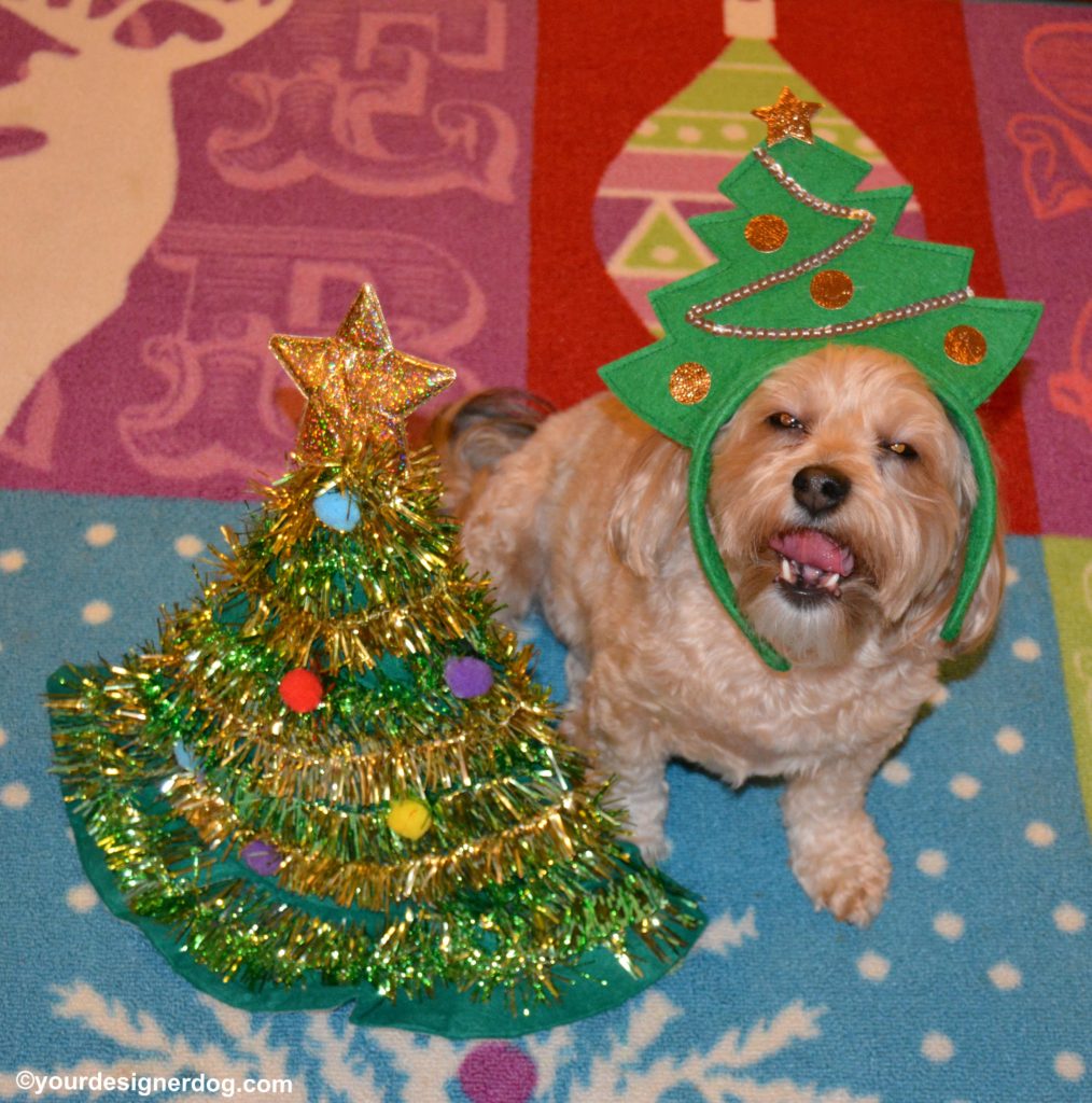 dogs, designer dogs, Yorkipoo, yorkie poo, Christmas tree, tongue out