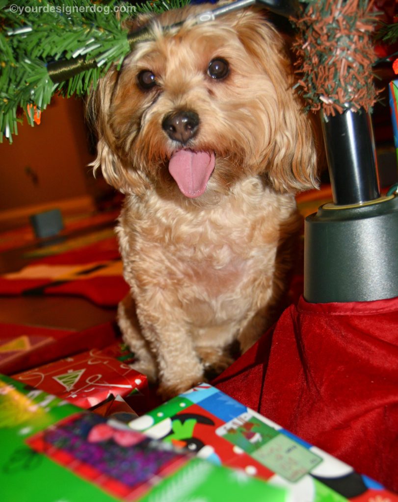 dogs designer dogs, Yorkipoo, yorkie poo, Christmas tree, tongue out