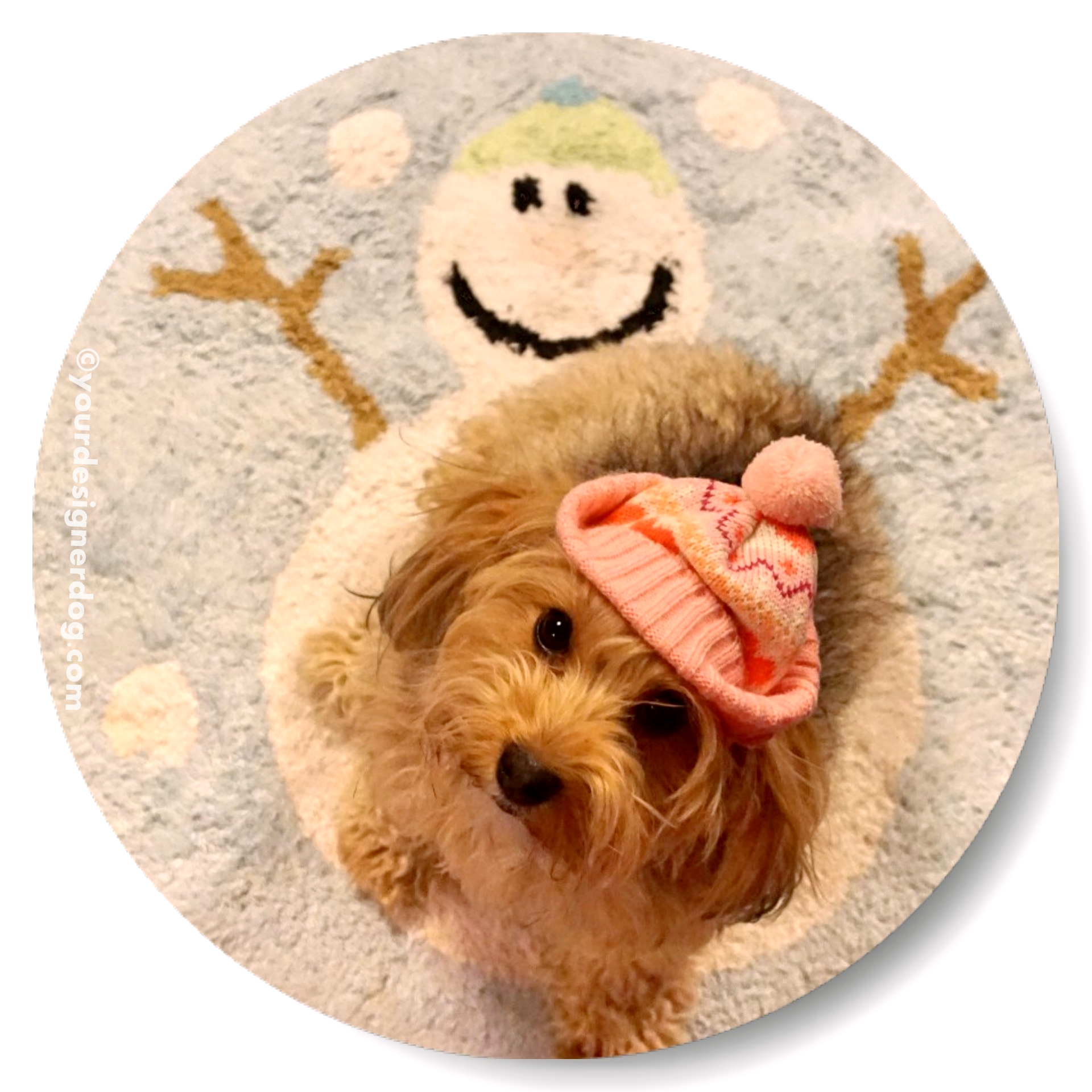 dogs, designer dogs, Yorkipoo, yorkie poo, winter, snowman, winter hat