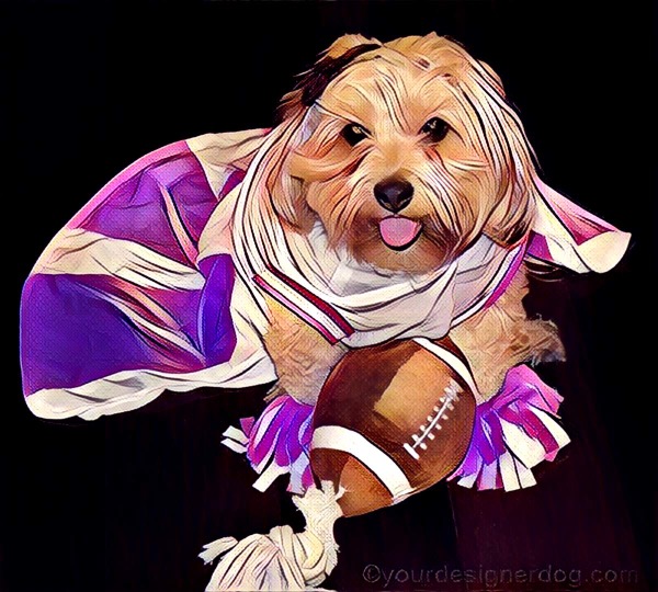 dogs, designer dogs, Yorkipoo, yorkie poo, digital art, pet portrait, cheerleader, football, Super Bowl, Puppy Bowl