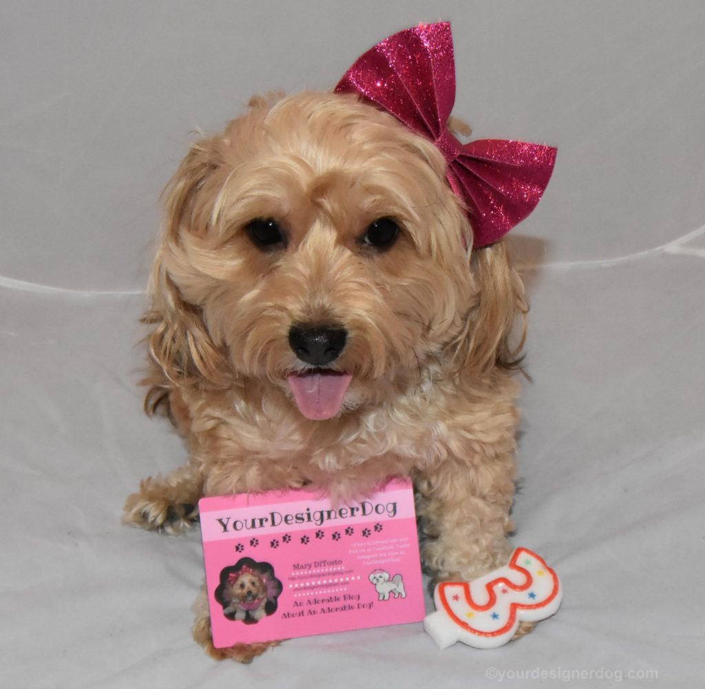 dogs, designer dogs, Yorkipoo, yorkie poo, tongue out, blogiversary