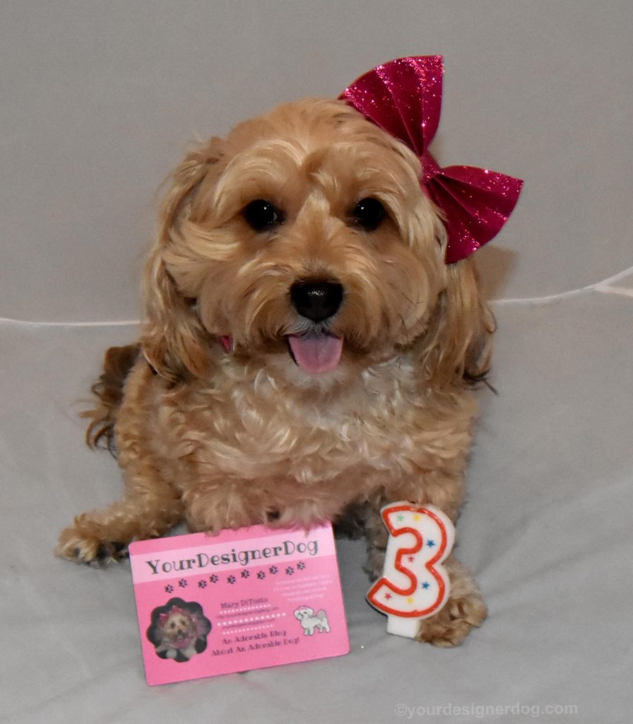 dogs, designer dogs, Yorkipoo, yorkie poo, tongue out, blogiversary