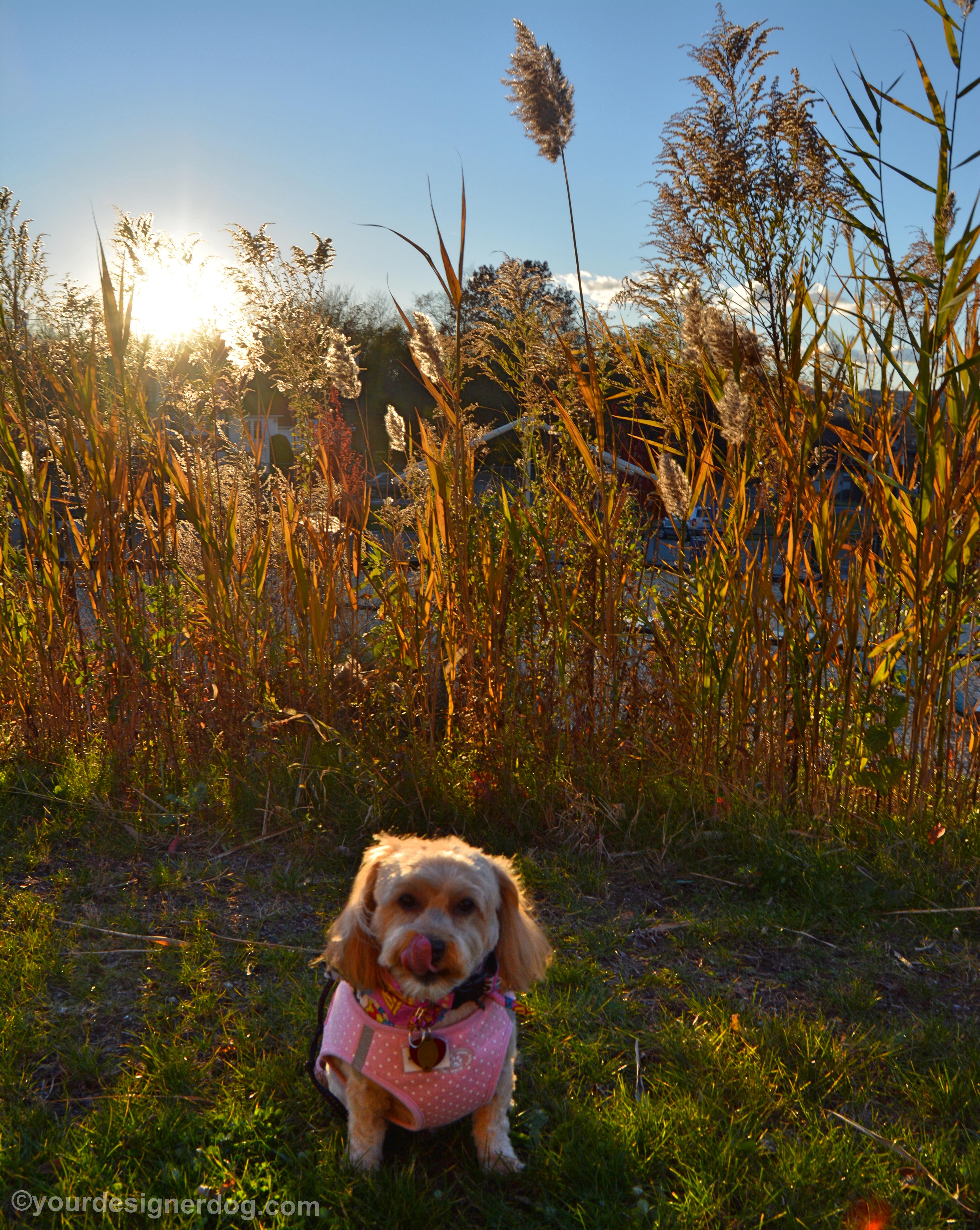 dogs, designer dogs, Yorkipoo, yorkie poo, backlighting, amber waves of grain