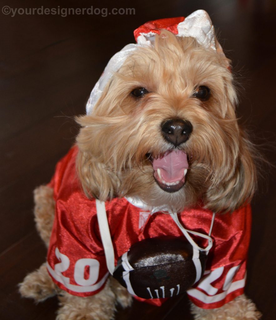 dogs, designer dogs, Yorkipoo, yorkie poo, football, dog costume, tongue out, Super Bowl