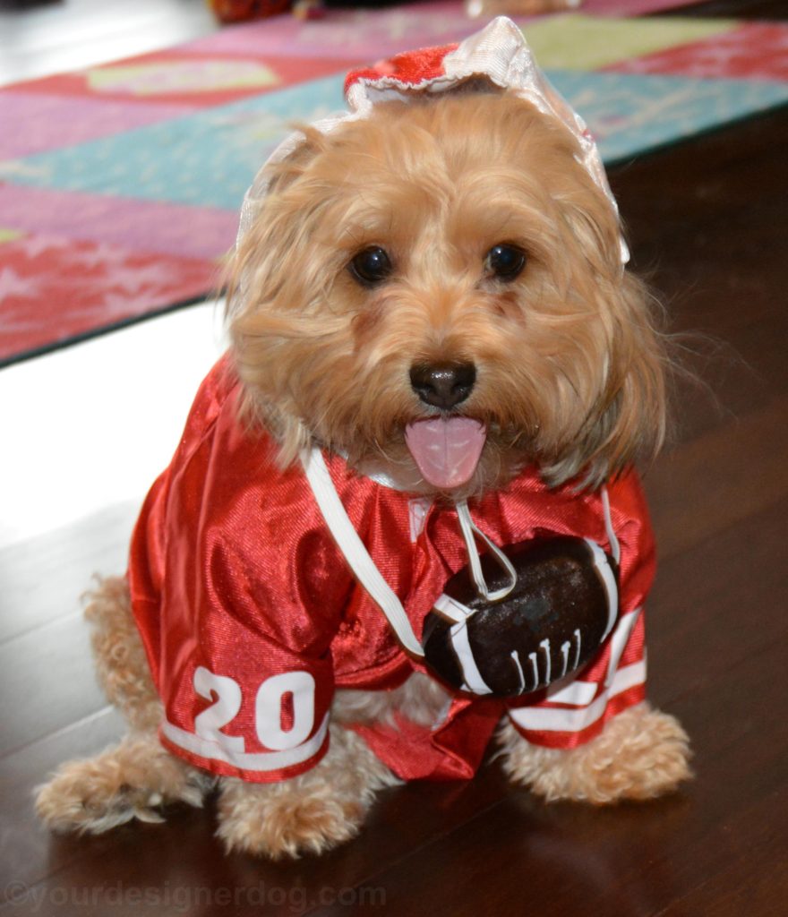 dogs, designer dogs, Yorkipoo, yorkie poo, football, dog costume, tongue out, Super Bowl