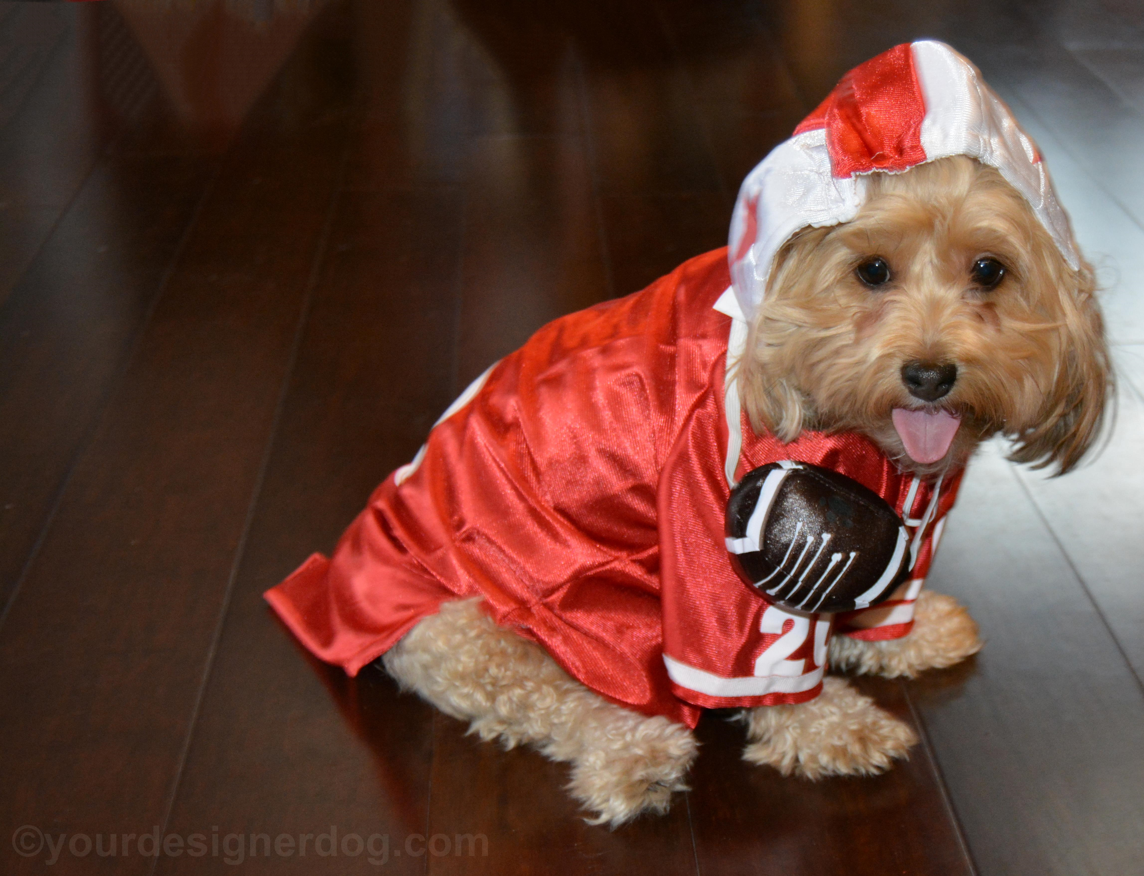 dogs, designer dogs, Yorkipoo, yorkie poo, football, dog costume, tongue out, Super Bowl