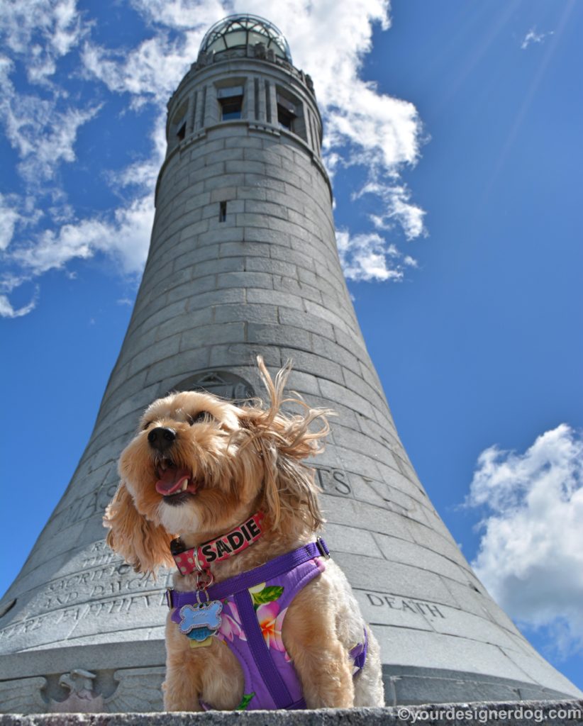 dogs, designer dogs, Yorkipoo, yorkie poo, monument, Mount Greylock, dog smiling