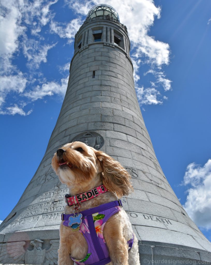 dogs, designer dogs, Yorkipoo, yorkie poo, monument, Mount Greylock, dog smiling