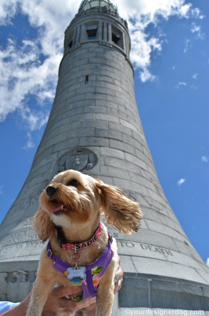 dogs, designer dogs, Yorkipoo, yorkie poo, monument, Mount Greylock, dog smiling