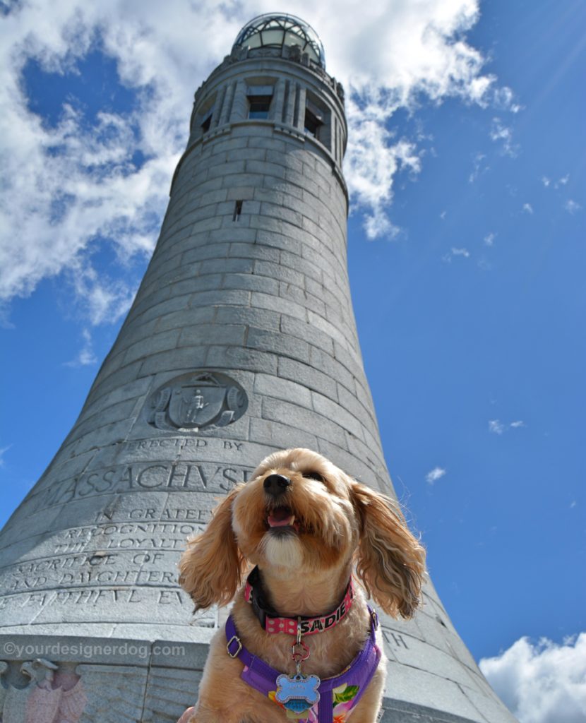 dogs, designer dogs, Yorkipoo, yorkie poo, monument, Mount Greylock, dog smiling