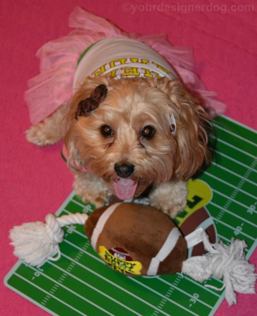 dogs, designer dogs, Yorkipoo, yorkie poo, cheerleader, Puppy Bowl, tongue out