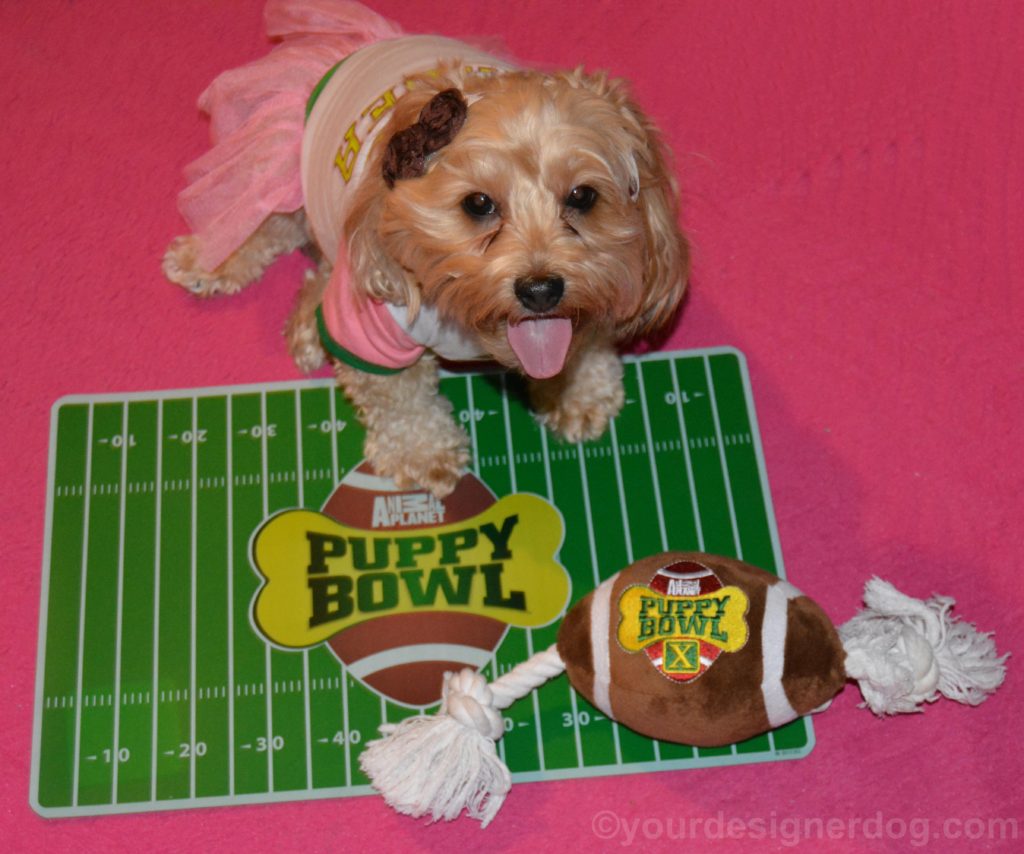 dogs, designer dogs, Yorkipoo, yorkie poo, cheerleader, Puppy Bowl, tongue out