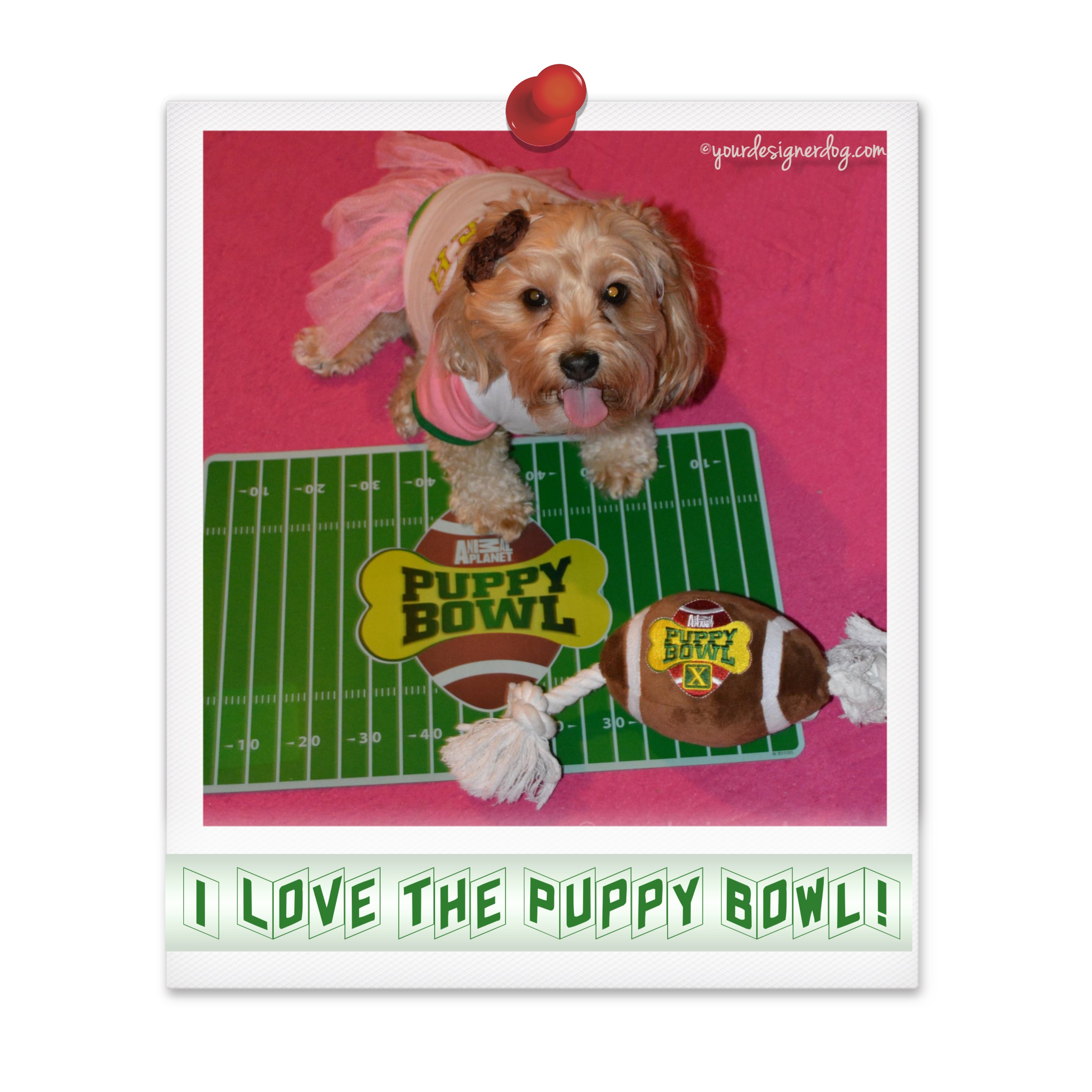 dogs, designer dogs, Yorkipoo, yorkie poo, cheerleader, Puppy Bowl, tongue out