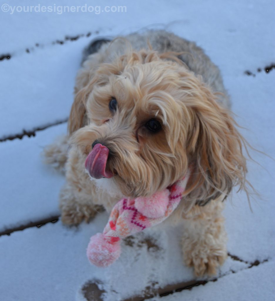 dogs, designer dogs, Yorkipoo, yorkie poo, winter, snow, scarf, selfie, tongue out