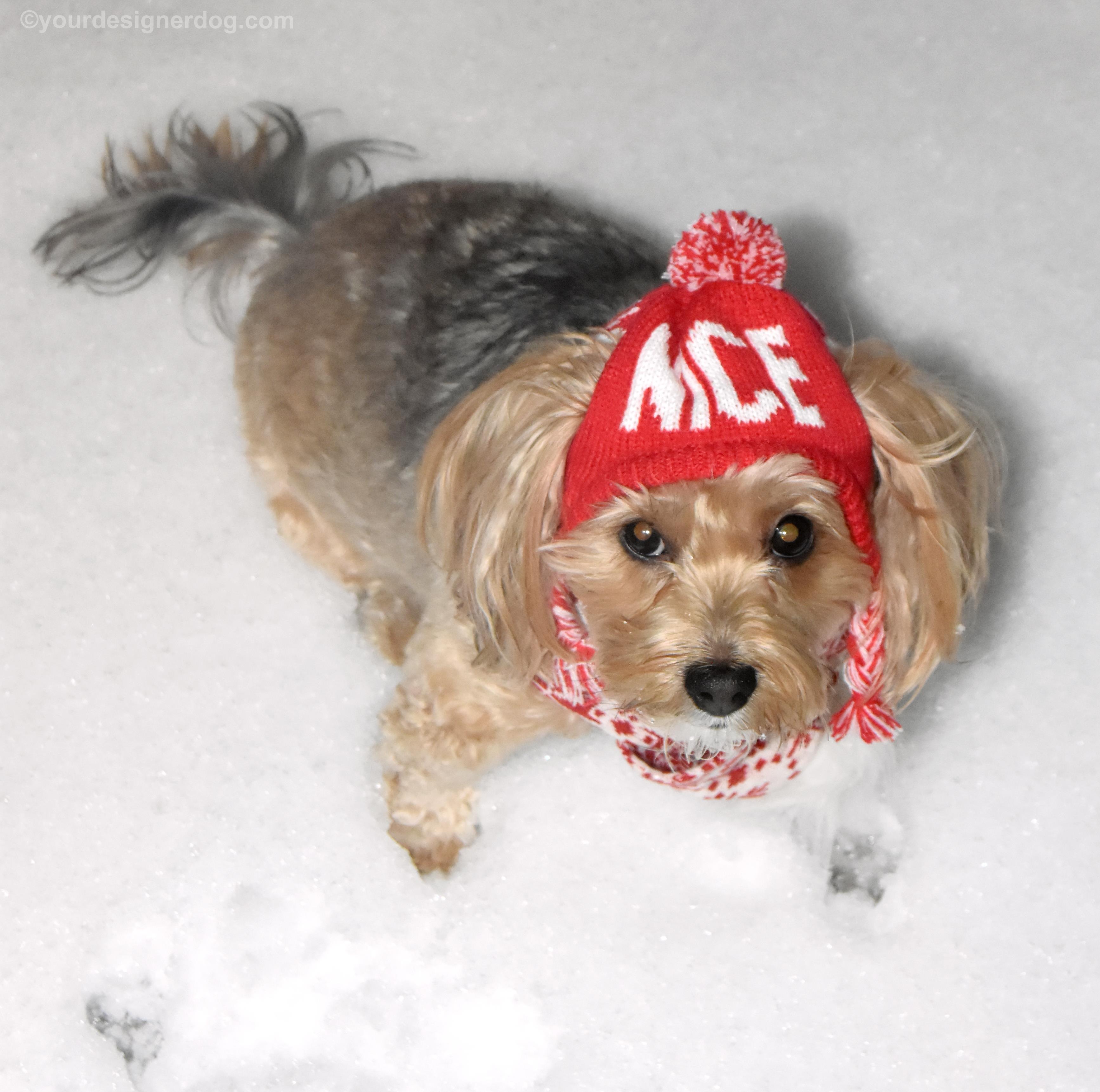 dogs, designer dogs, Yorkipoo, yorkie poo, winter, snow, pompom hat, snow hat, selfie