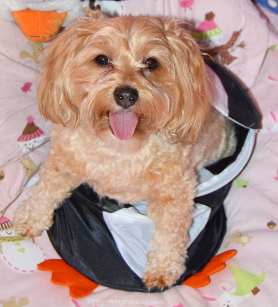 dogs, designer dogs, Yorkipoo, yorkie poo, tongue out, penguin