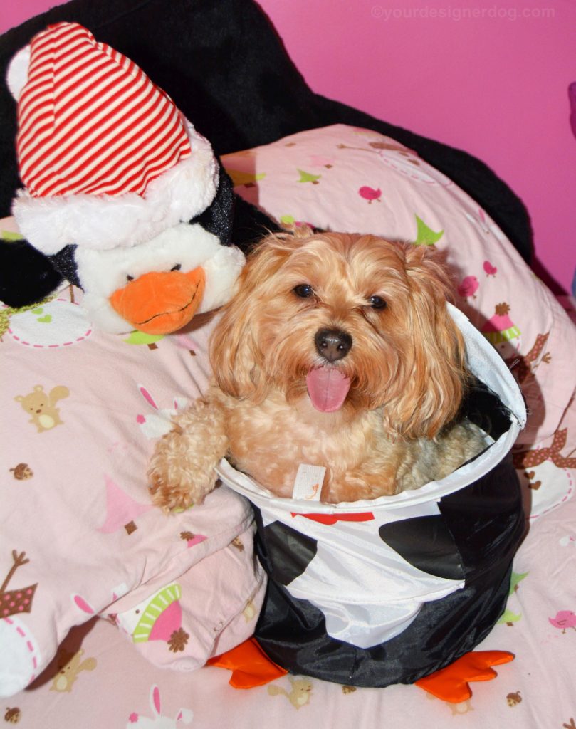 dogs, designer dogs, Yorkipoo, yorkie poo, tongue out, penguin