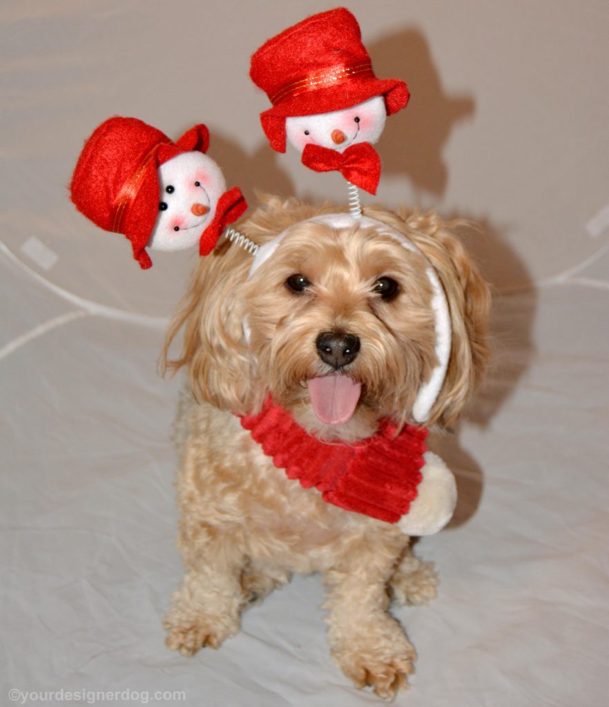 dogs, designer dogs, Yorkipoo, yorkie poo, snowman, winter, tongue out, scarf, snowman headband