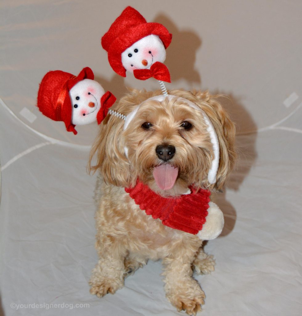 dogs, designer dogs, Yorkipoo, yorkie poo, snowman, winter, tongue out, scarf, snowman headband