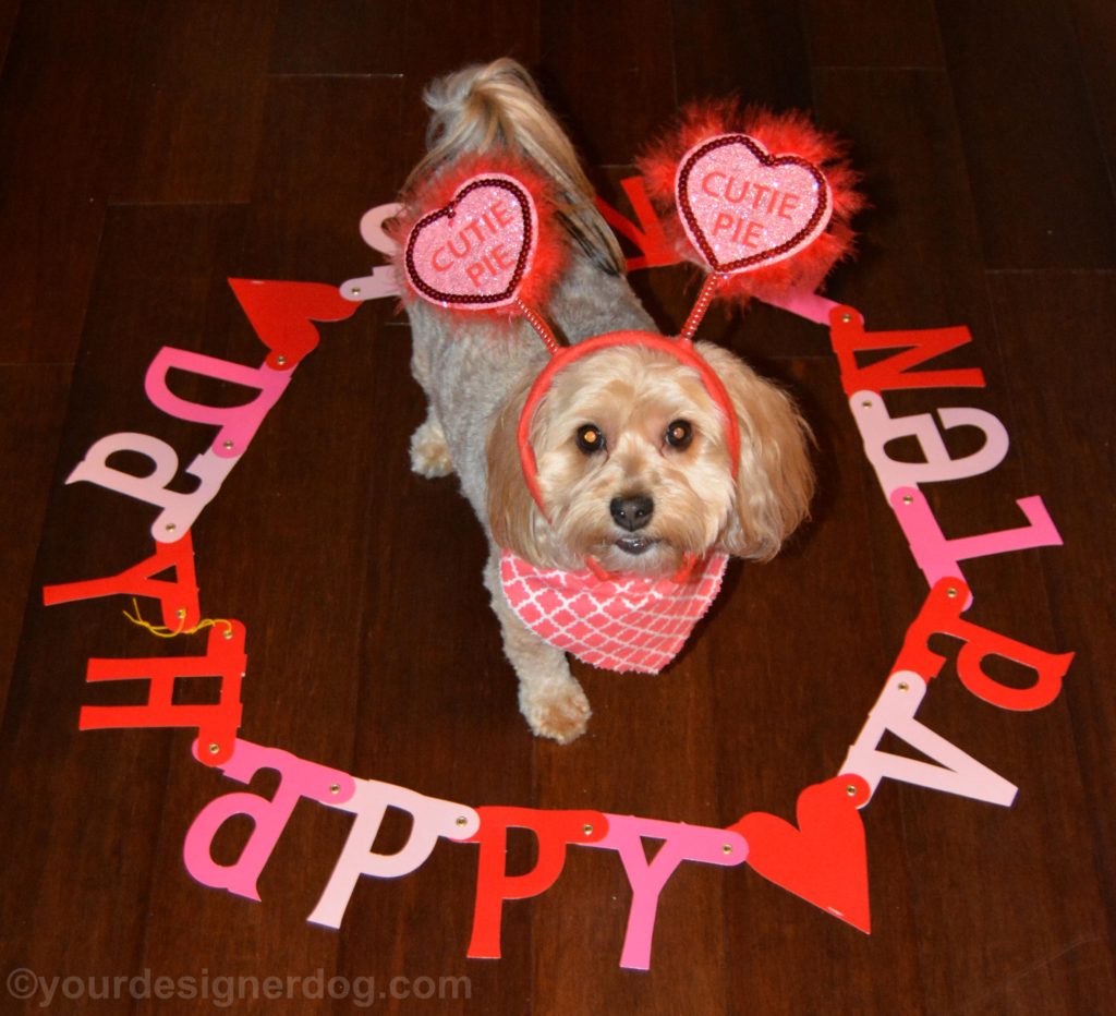 dogs, designer dogs, Yorkipoo, yorkie poo, valentine's day, puppy kisses, cutie pie, holiday, tongue out