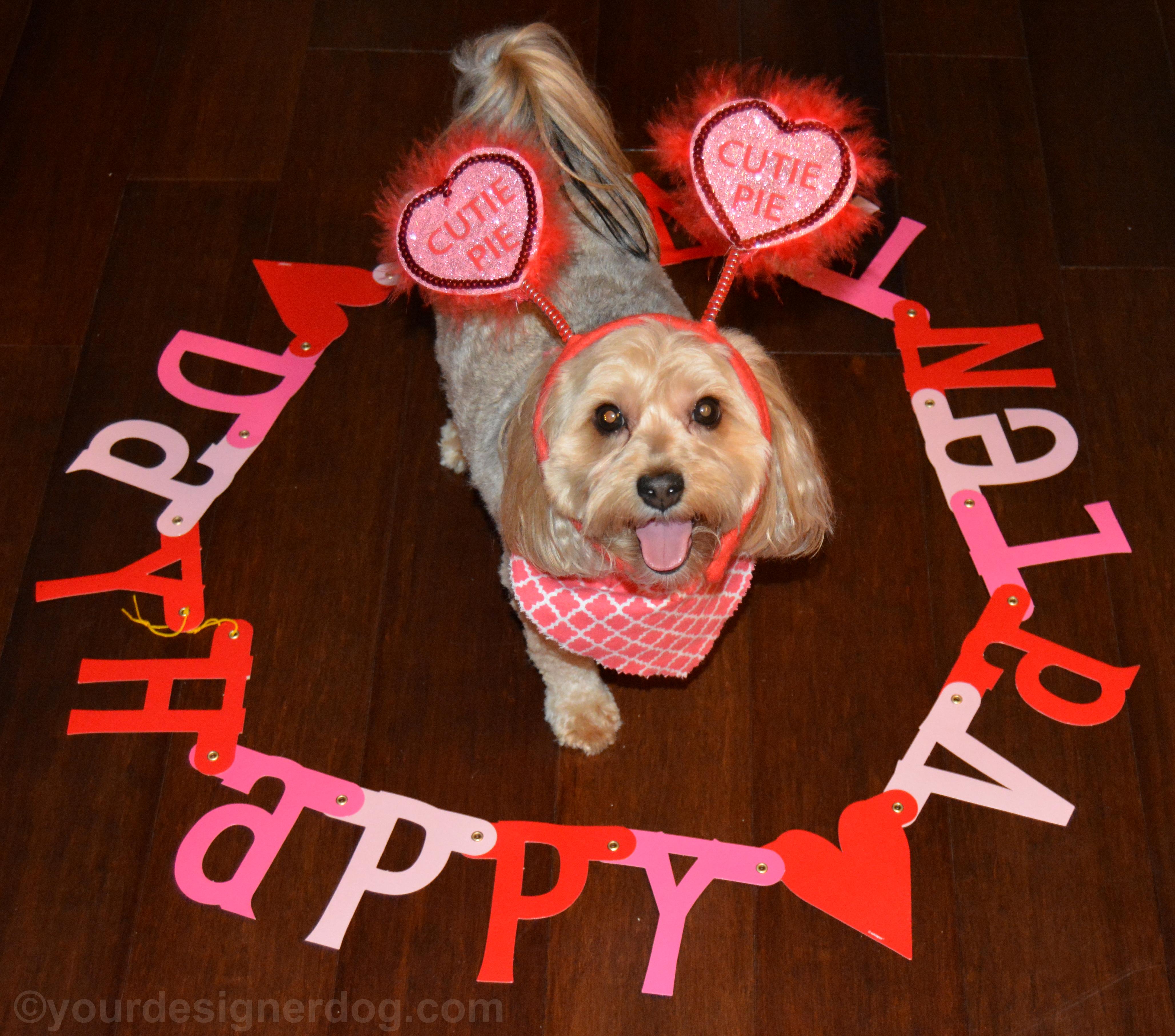 dogs, designer dogs, Yorkipoo, yorkie poo, valentine's day, puppy kisses, cutie pie, holiday, tongue out