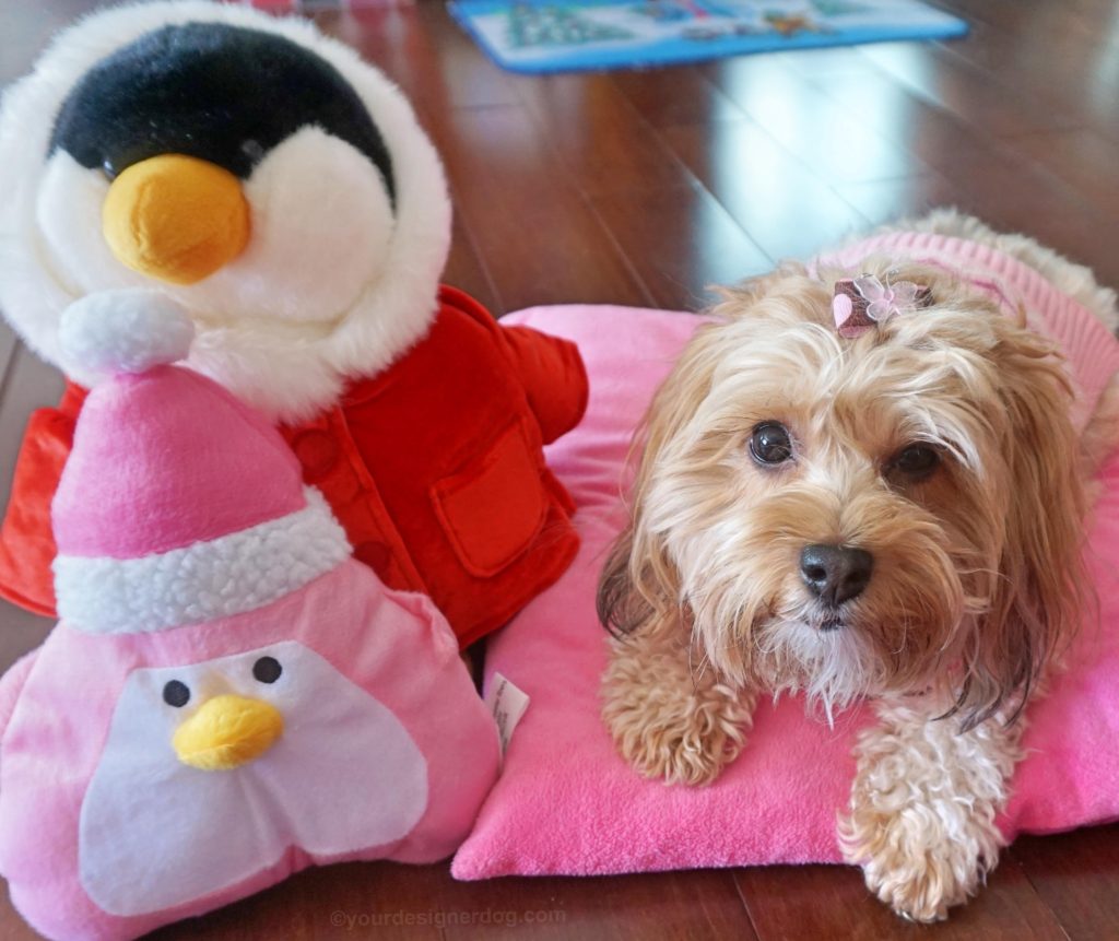 dogs, designer dogs, Yorkipoo, yorkie poo, penguins, dog sweater, dog bow, winter