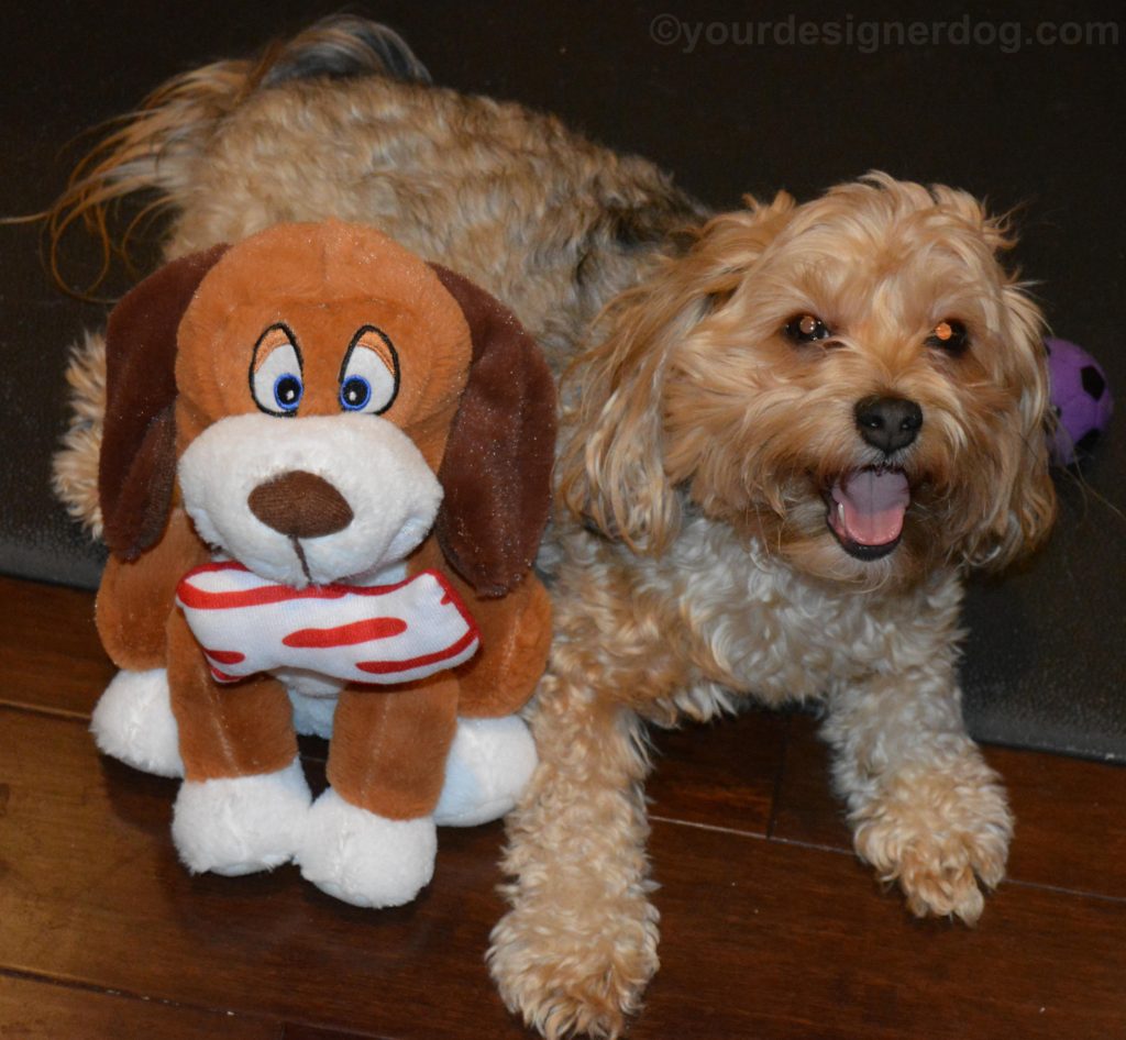 dogs, designer dogs, Yorkipoo, yorkie poo, bacon, dog smiling, stuffed dog