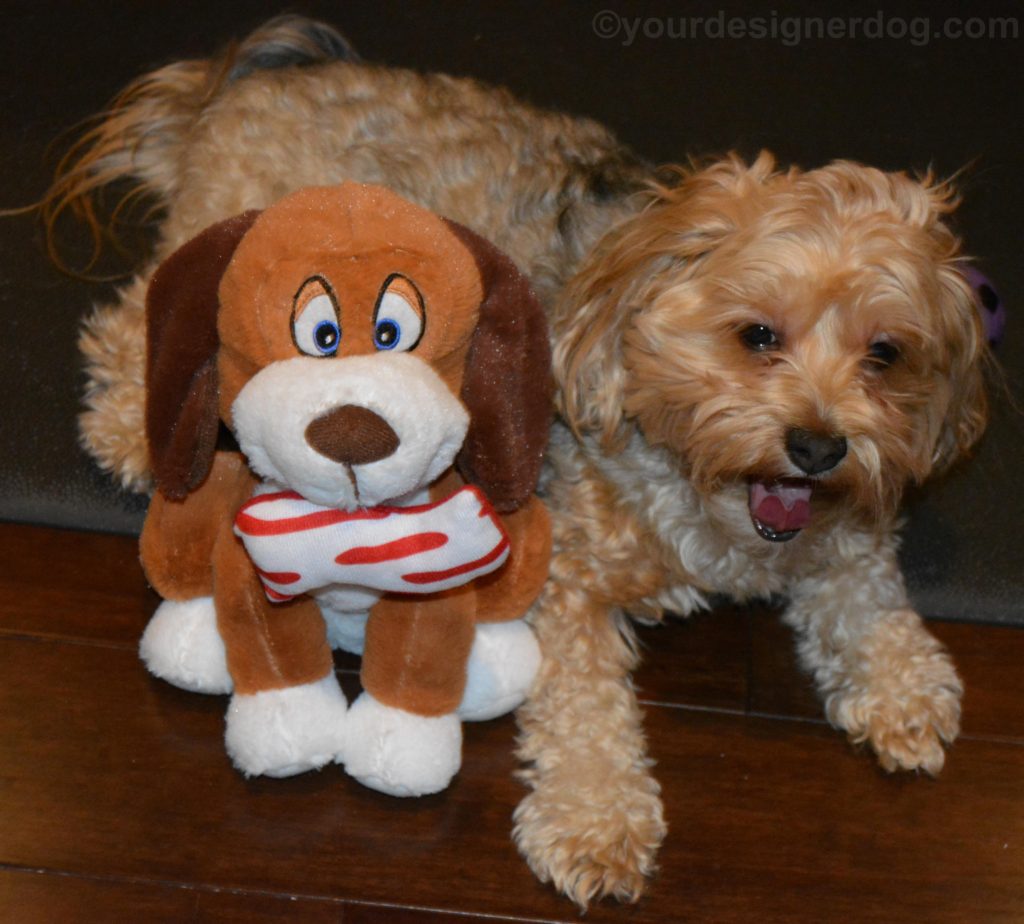 dogs, designer dogs, Yorkipoo, yorkie poo, bacon, dog smiling, stuffed dog