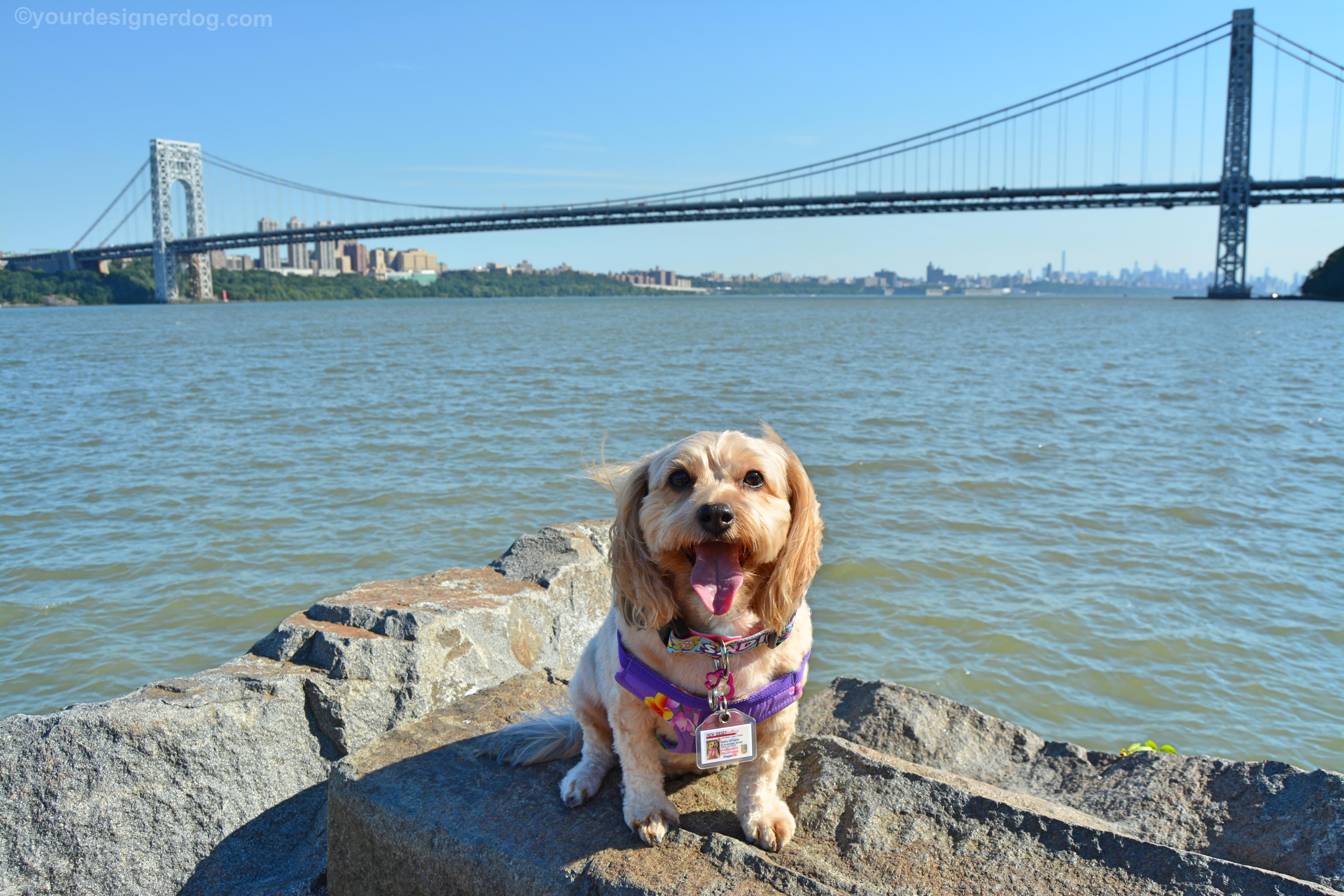 dogs, designer dogs, Yorkipoo, yorkie poo, gwb, george washington bridge