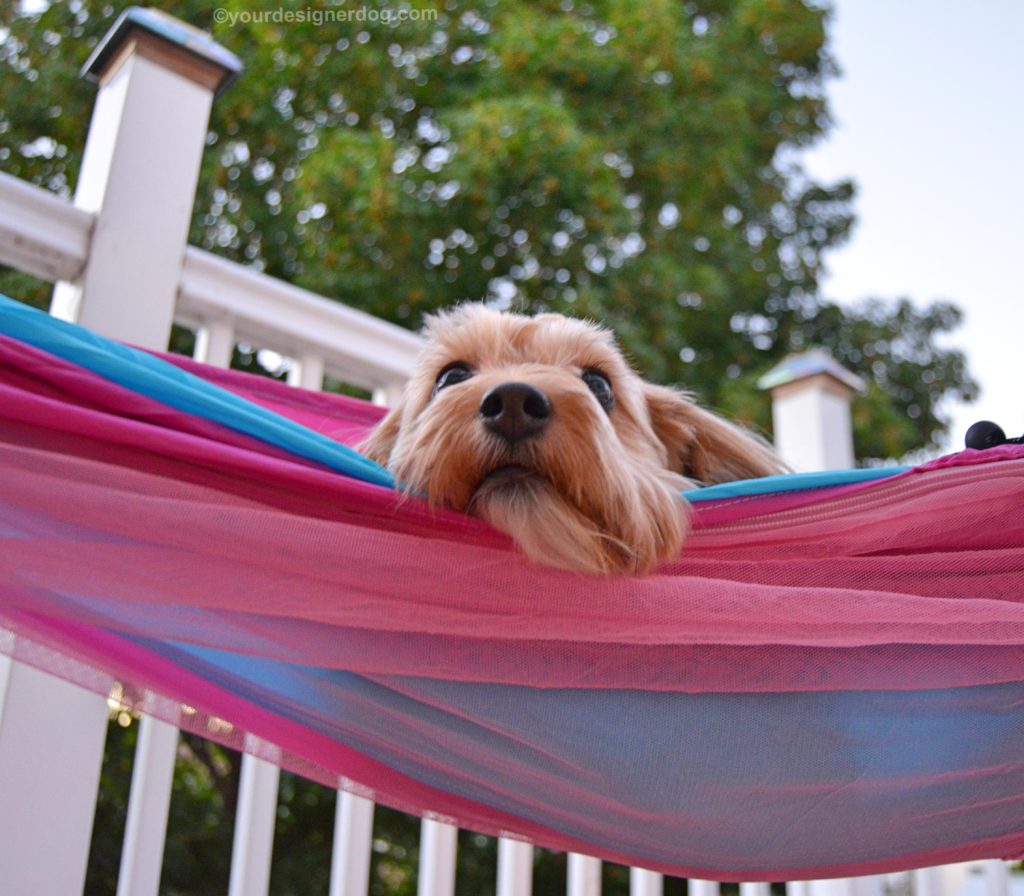 dogs, designer dogs, Yorkipoo, yorkie poo, hammock