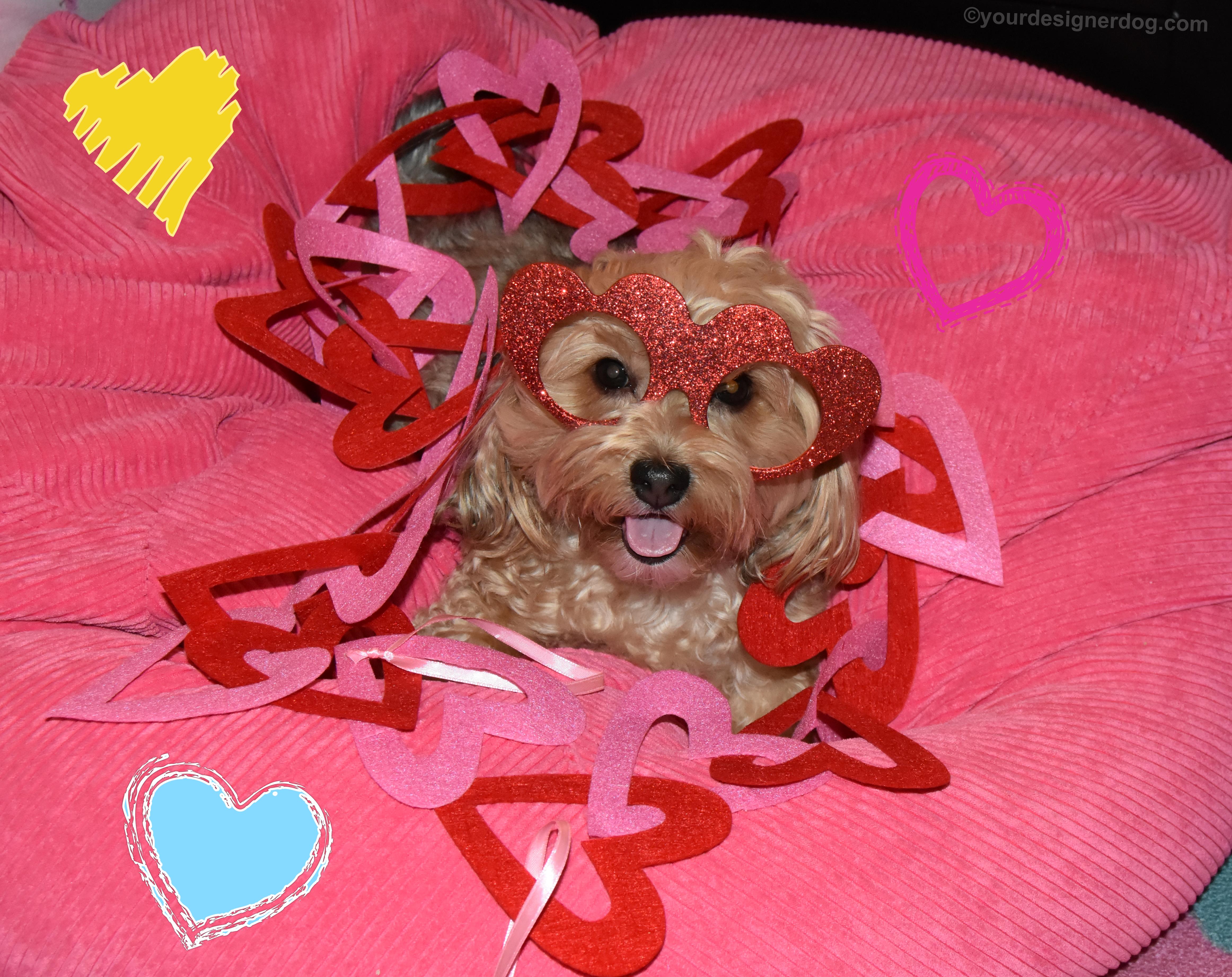 dogs, designer dogs, Yorkipoo, yorkie poo, hearts, love your pet day