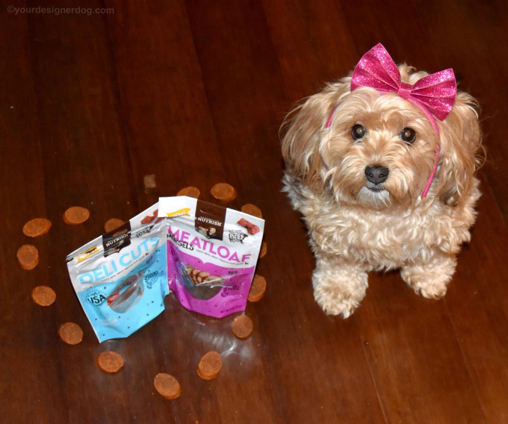 dogs, designer dogs, Yorkipoo, yorkie poo, dog treats, Chewy.com, Rachael Ray