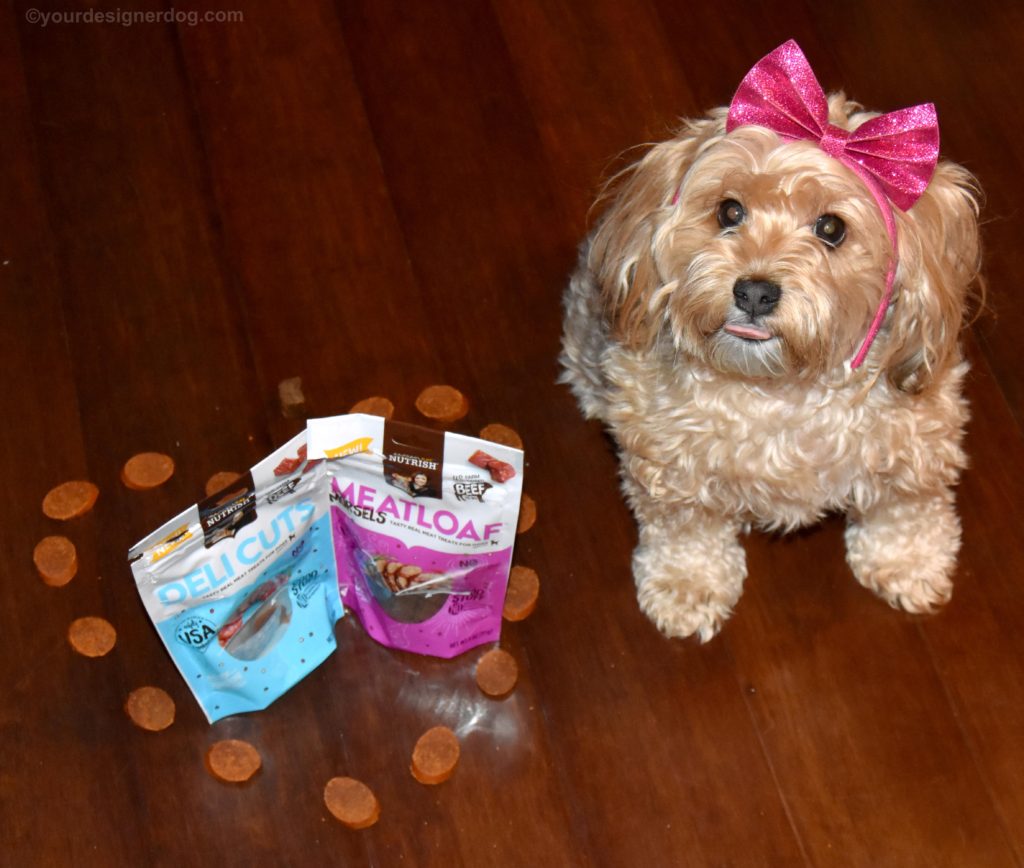 dogs, designer dogs, Yorkipoo, yorkie poo, dog treats, Chewy.com, Rachael Ray