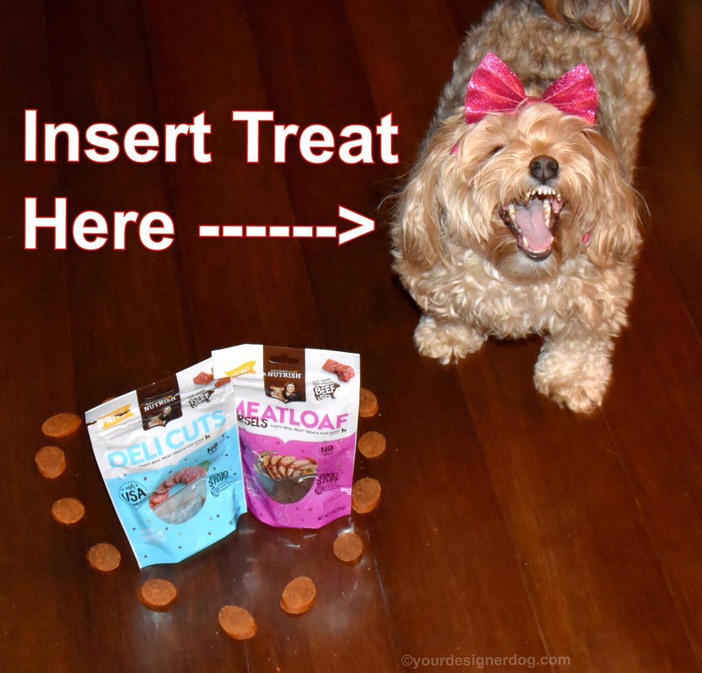 dogs, designer dogs, Yorkipoo, yorkie poo, dog treats, Chewy.com, Rachael Ray