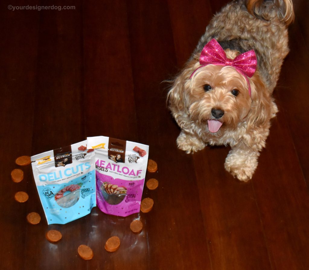 dogs, designer dogs, Yorkipoo, yorkie poo, dog treats, Chewy.com, Rachael Ray