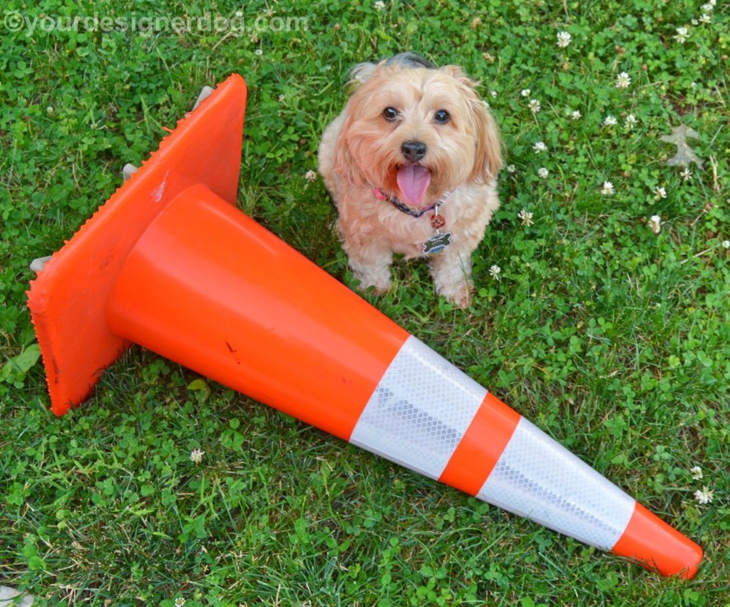 dogs, designer dogs, Yorkipoo, yorkie poo, traffic cone, tongue out, dog smiling