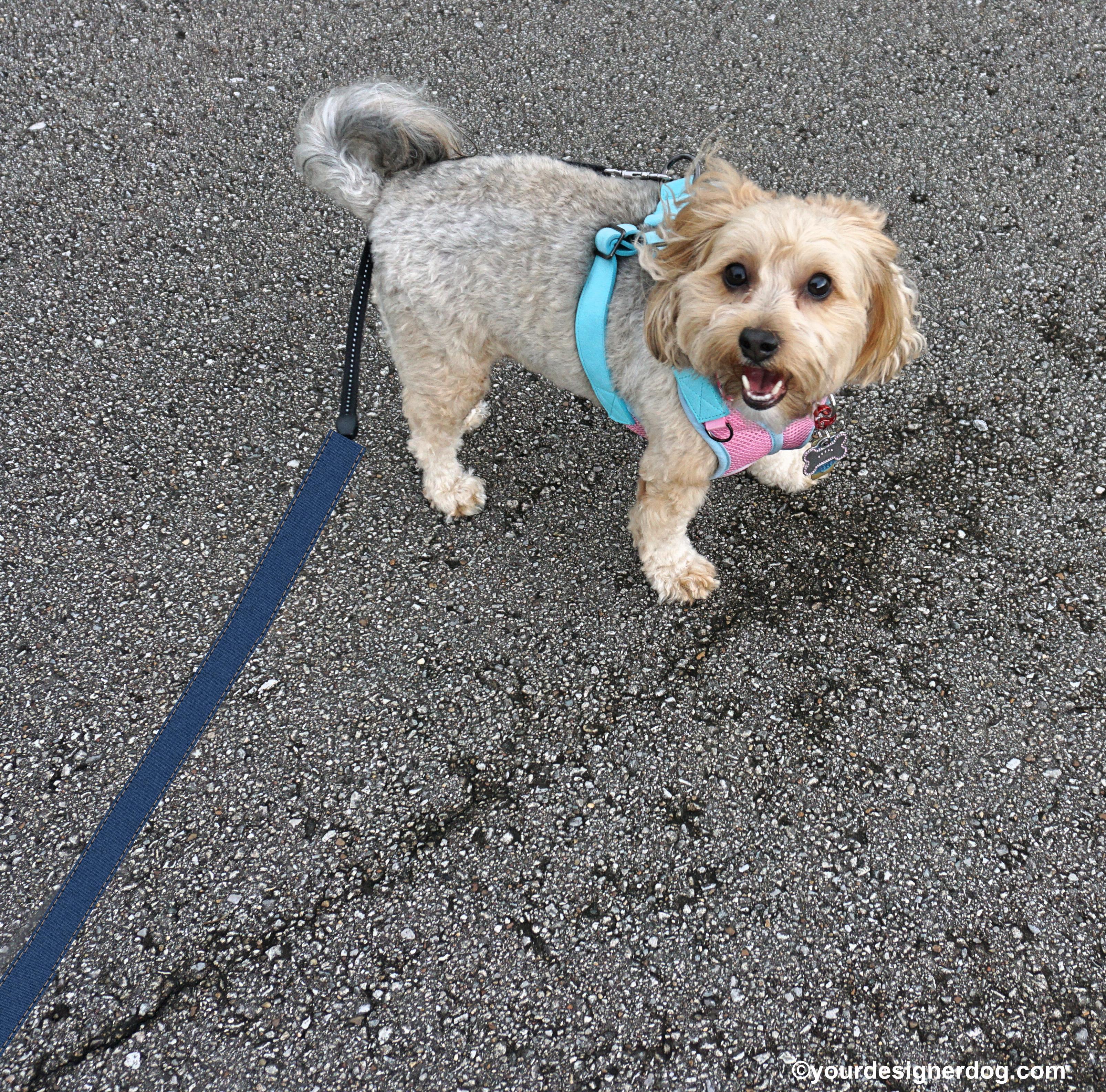 dogs, designer dogs, Yorkipoo, yorkie poo, dog smiling, dog selfie, end of the leash