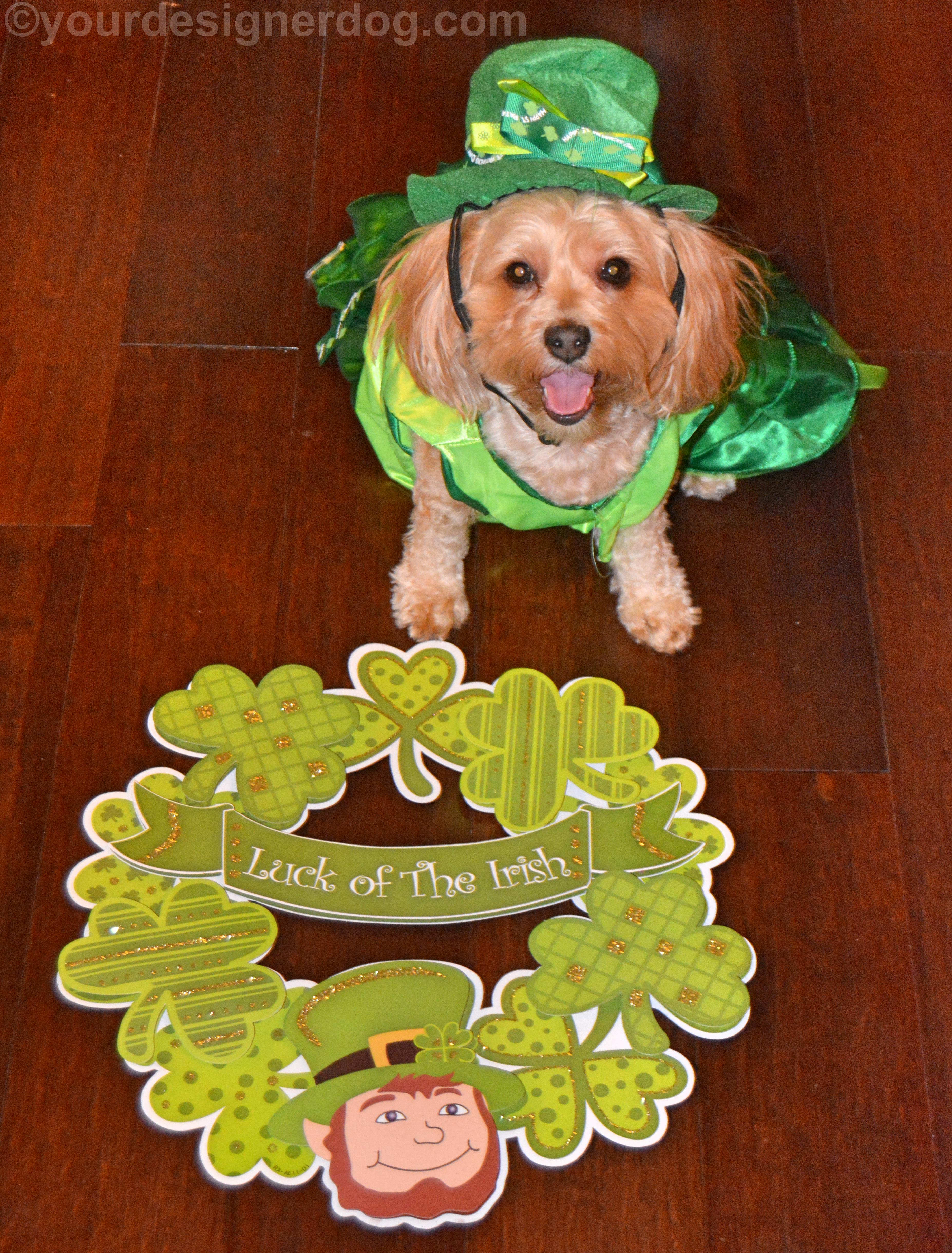 dogs, designer dogs, Yorkipoo, yorkie poo, irish, St. Patrick's Day, leprechaun