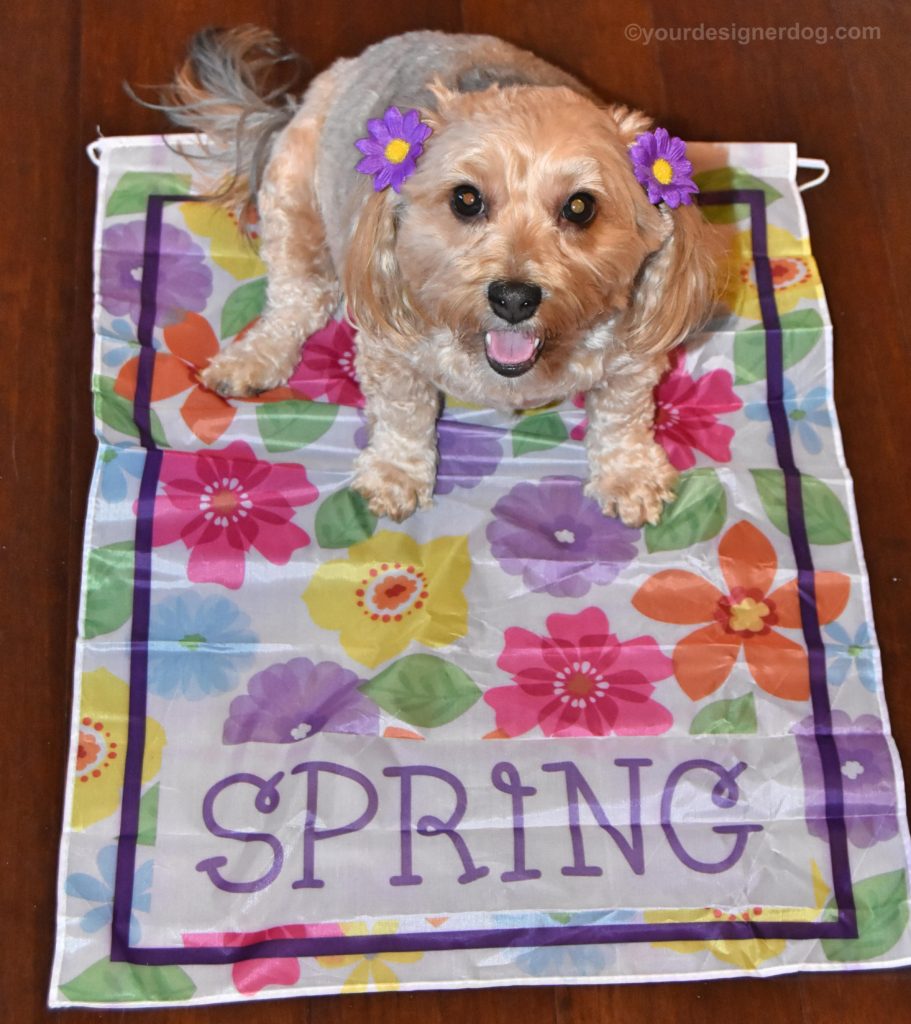dogs, designer dogs, Yorkipoo, yorkie poo, spring, garden flag, dog smiling