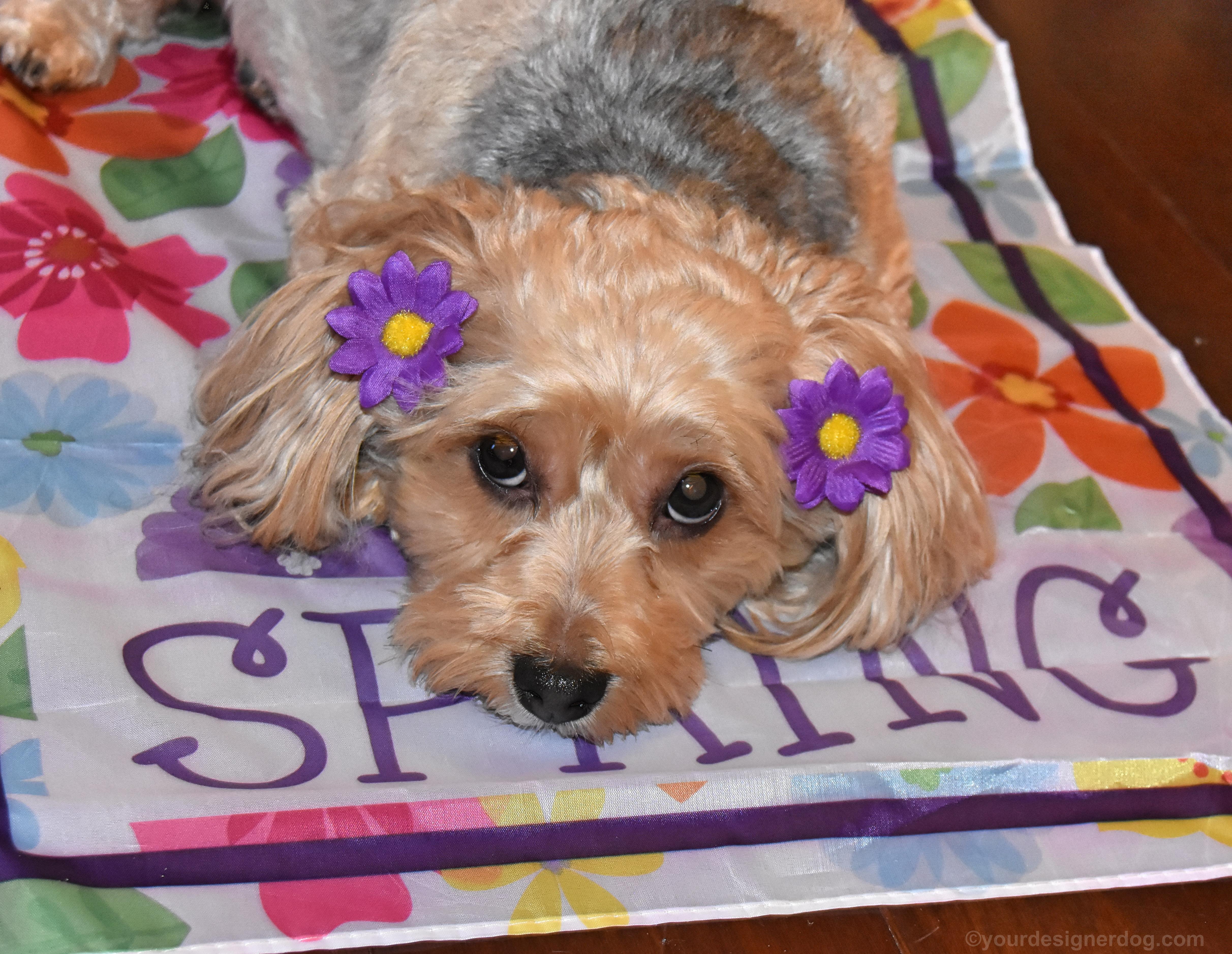 dogs, designer dogs, Yorkipoo, yorkie poo, spring, garden flag, dog smiling