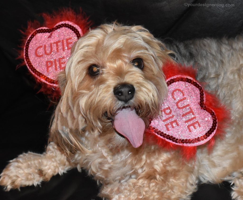 dogs, designer dogs, Yorkipoo, yorkie poo, Pi Day, cutie pie, tongue out